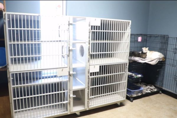 Our dedicated cat boarding area offers a quiet space for our feline friends!