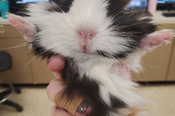 Guinea Pig