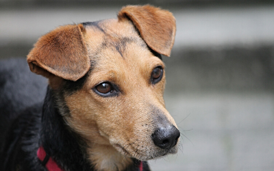 image for Celebrate National Mutt Day on July 31st!