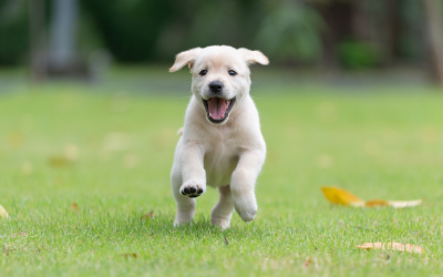 image for Aging Dogs and Declining Curiosity